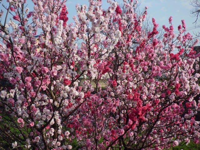 はなもも 花桃の苗木 菊桃 花木苗 6号/1個売り モモ苗 モモの苗 もも苗 も