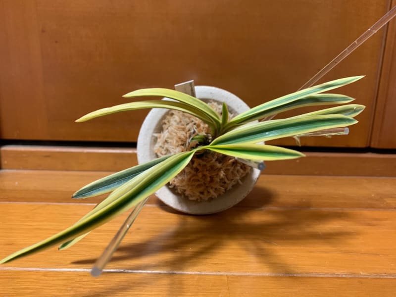 天橋系満月 A - 純風満蘭 富貴蘭・風蘭ブログ 着生蘭よもやま話 天橋系満月 A - 純風満蘭 富貴蘭・風蘭ブログ 着生蘭よもやま話