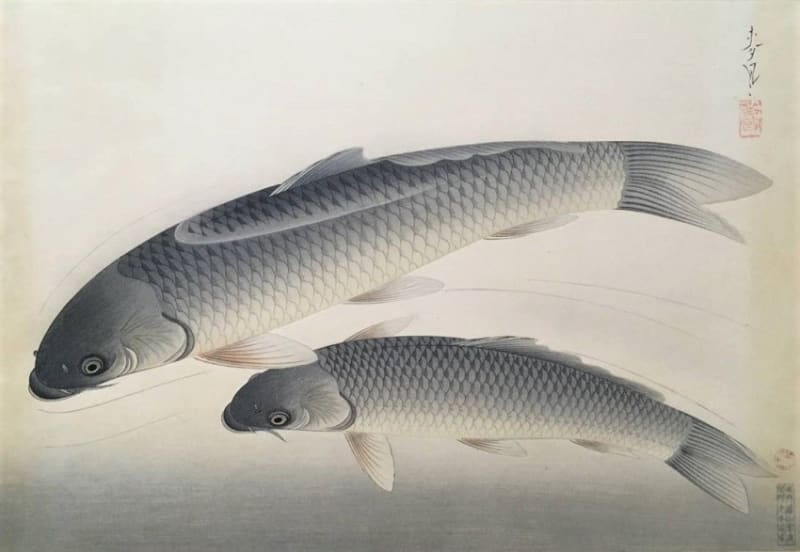 養魚講座〈第1巻〉鯉 (1966年)の通販 by risa's shop｜ラクマ