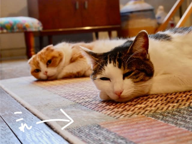 ラグをリメイク - ねこもしゃくしも