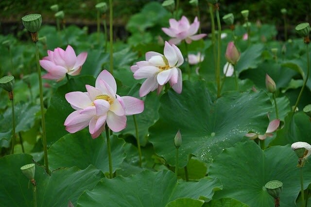 三色（種）のハスの花 - 四季折々