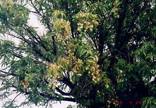 山下奉文 - Wikipedia