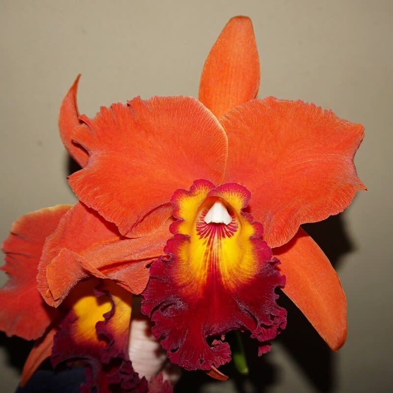 ◇Rlc. Sanuki Suntrap'Miracle Orange' - カトログ ◇Rlc. Sanuki Suntrap'Miracle Orange' - カトログ