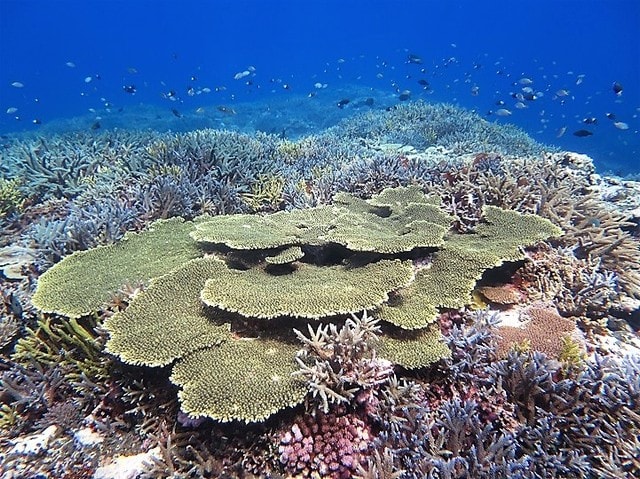 【在庫僅少】 綺麗なサンゴ礁で海遊び！！☆ - トネリコ日記 ネイルパーツ