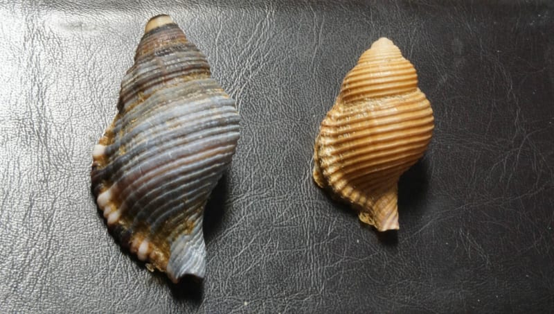 こんなところにタコブネですか!そして謎の貝が (那古海岸 こんなところにタコブネですか!そして謎の貝が (那古海岸