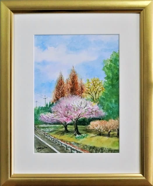 桜とメタセコイアのある風景」の絵です - どろ亀のプロムナード