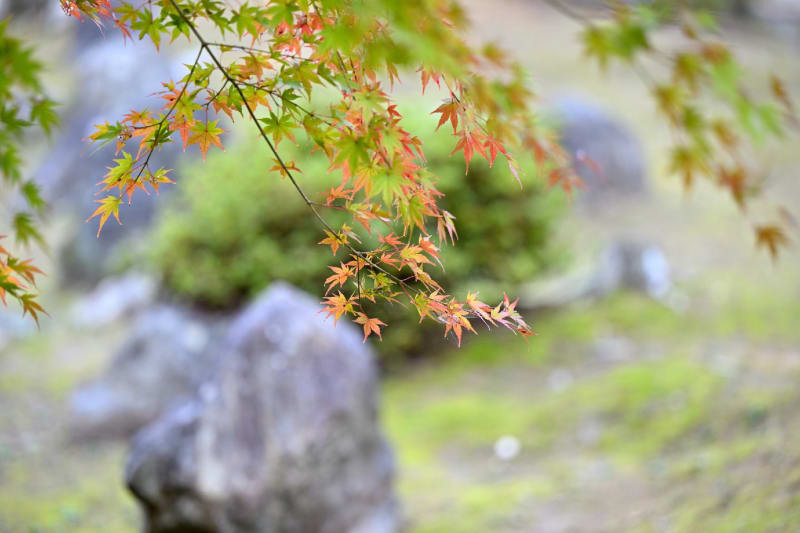 兵主大社庭園の紅葉 1 （Nikon Z9とNIKKOR Z 70-200mm f/2.8 VR