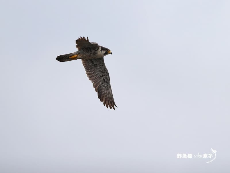そして不死鳥はよみがえる ハヤブサ降臨 ハヤブサ降臨そして不死鳥はよみがえる | ハヤブサ |本 | 通販