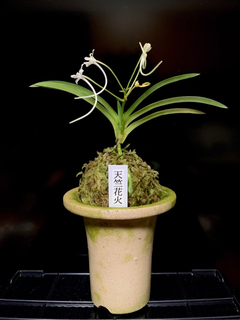 天竺花火 - 純風満蘭 富貴蘭・風蘭ブログ 着生蘭よもやま話