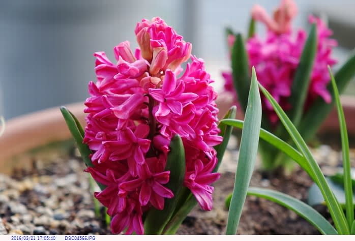 ヒヤシンス 赤い花 庭の花 都内散歩 散歩と写真