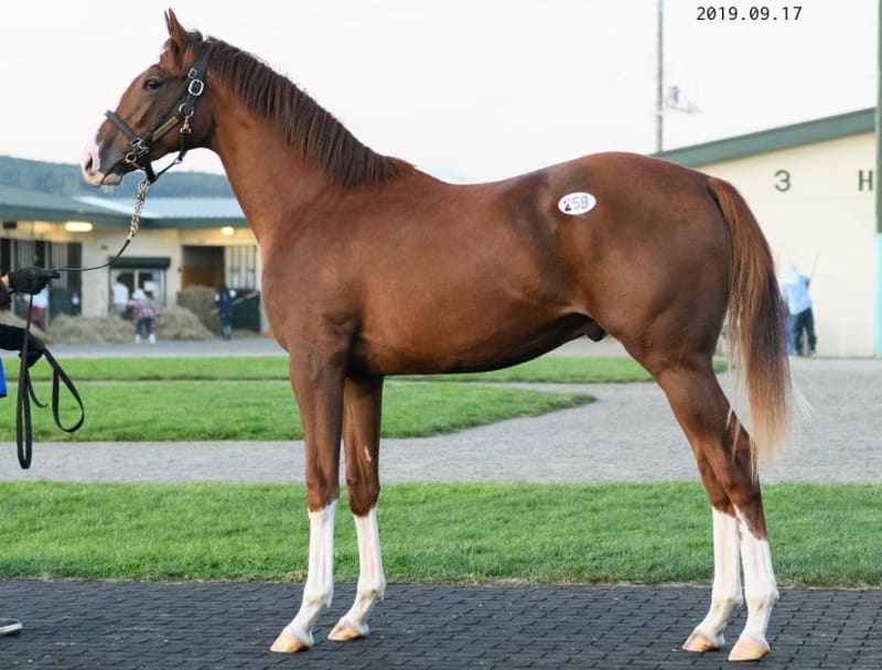 JRA競走に勝ったセール出身馬紹介(2022/4/9-10､14頭