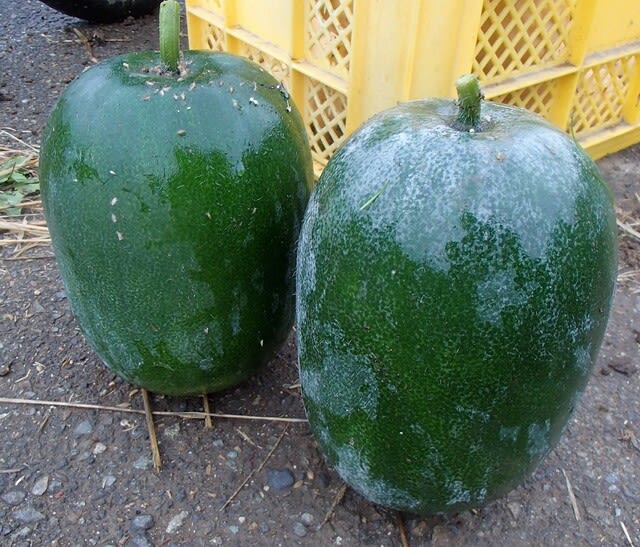 裁断済み】野草 薬草 サバイバル 自給自足 自然農 など 23冊セット
