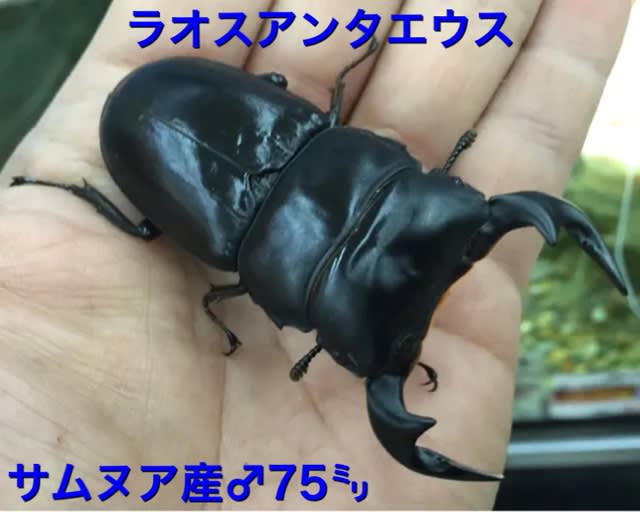 超ポイントアップ祭 ☆古き良き時代アンタエウスの話☆ - カブト・クワガタの希少種 標本