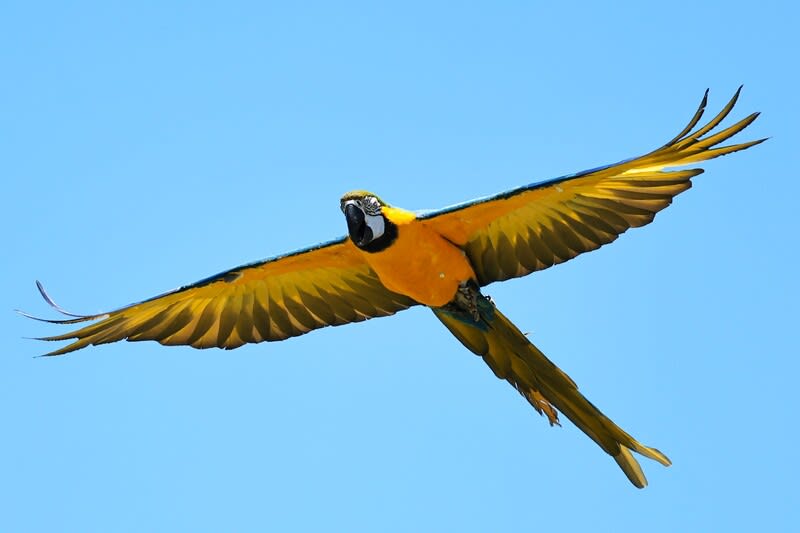 コンゴウインコの飛行 - ROSSさんの大阪ハクナマタタ