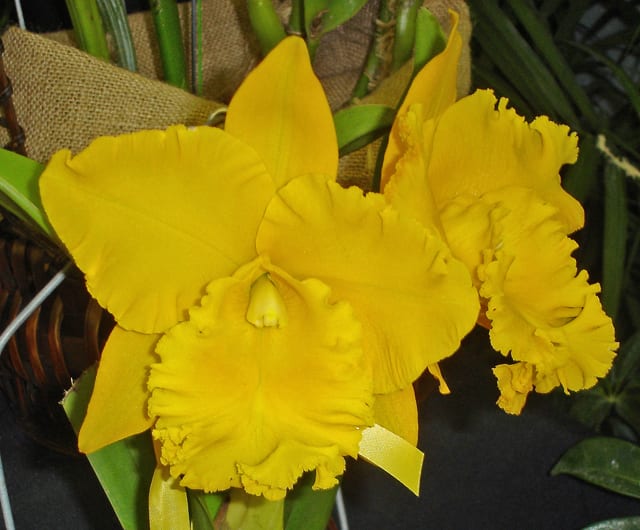 Rlc. Shinfong Luohyang'ORCHIS' - カトログ !! ~ カトレヤ交配 Rlc. Shinfong Luohyang'ORCHIS' - カトログ !! ~ カトレヤ交配