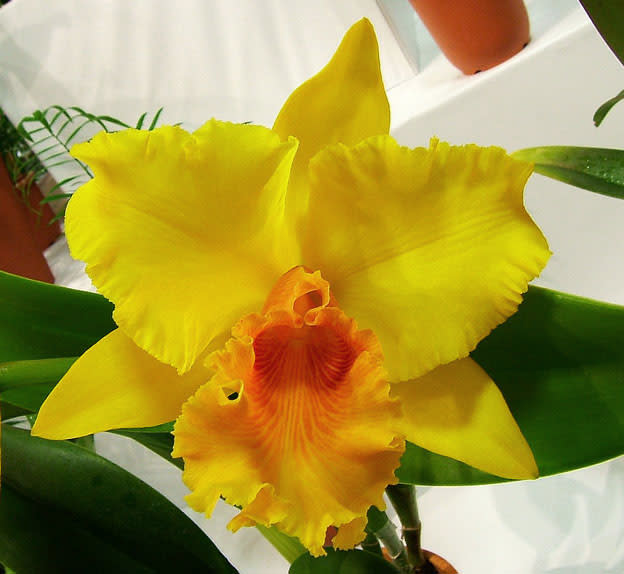 Rlc. Shinfong Luohyang'ORCHIS' - カトログ !! ~ カトレヤ交配 Rlc. Shinfong Luohyang'ORCHIS' - カトログ !! ~ カトレヤ交配