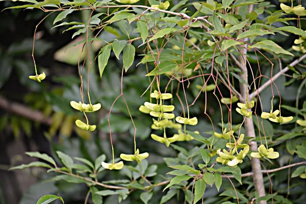 期間限定キャンペーン /157 風鈴ツリバナ （風鈴ツリバナ 花だより） - 落葉樹