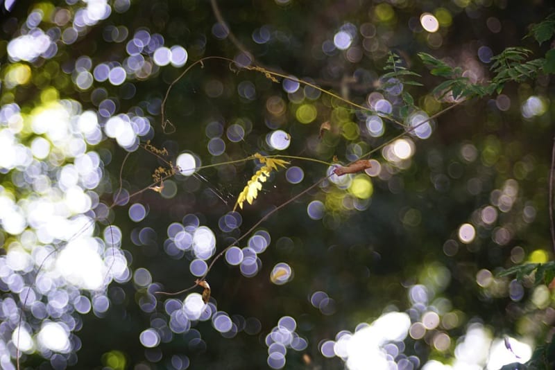 素晴らしきプロジェクターレンズ CABIN 150mm F3.5 - 迷レンズ探訪