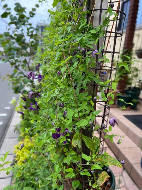 クレマチスの2番花が次々と開花＊猛暑に備えて遮光しまくり