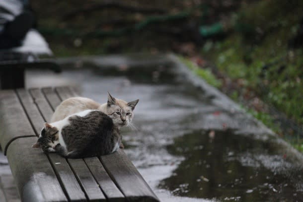 名古屋港に存在する 猫捨て場 の猫たちを救いたい ねこネットあま 名古屋港に存在する 猫捨て場 の猫たちを救いたい ねこネットあま