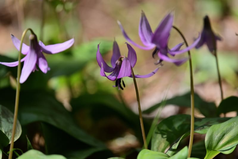 栗東自然観察の森 2 カタクリの花 - 気ままに撮り歩き
