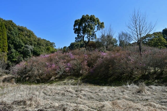 岩ツツジ山 さつま町鶴田 2024/03/16（鹿児島） - 花浄土鹿児島
