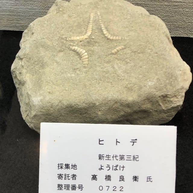 地中に埋まるロマン〜化石のお話〜 - YNWC的な日常