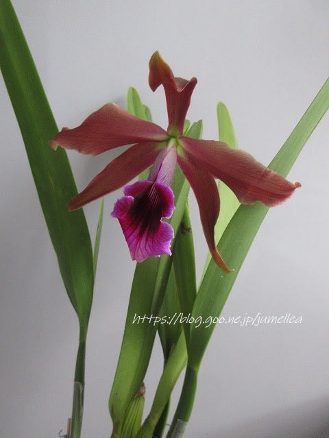 日本製 原種カトレア テネブロッサ D.Victoria 'J. C（L）tenebrosa 花