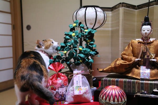 Hina Dolls and Cats 2023. - YouTube
