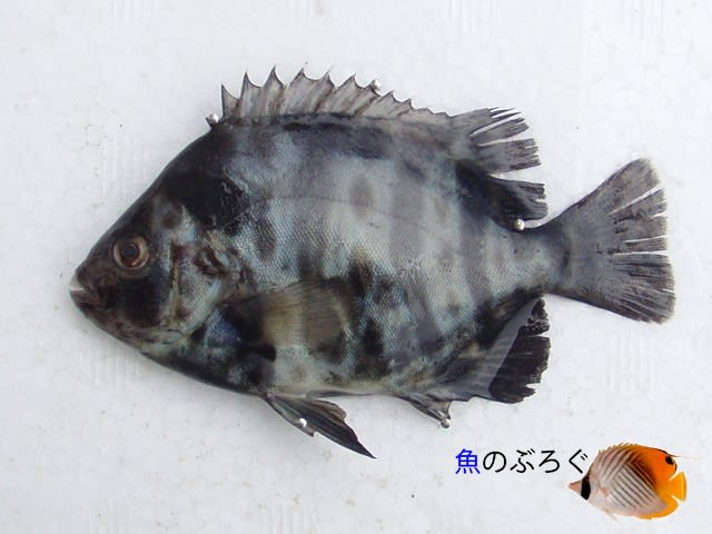イシガキダイ - 魚のぶろぐ イシガキダイ - 魚のぶろぐ