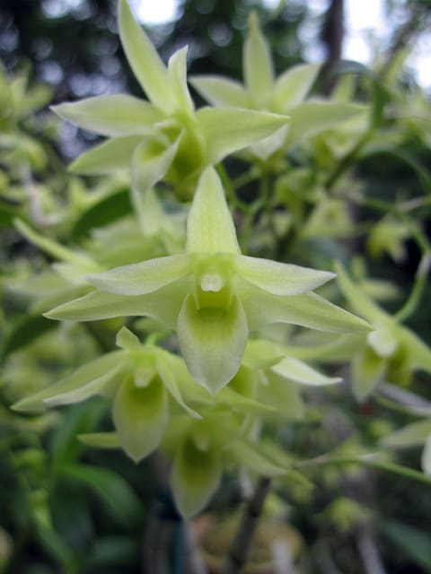 キバナノセッコク 素心花 「深芳野」 開花中 富貴蘭 長生蘭