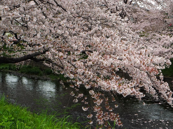 五条川 岩倉桜まつり2016 -2 - 水早 -mizuha- 神社と写真と一人旅。