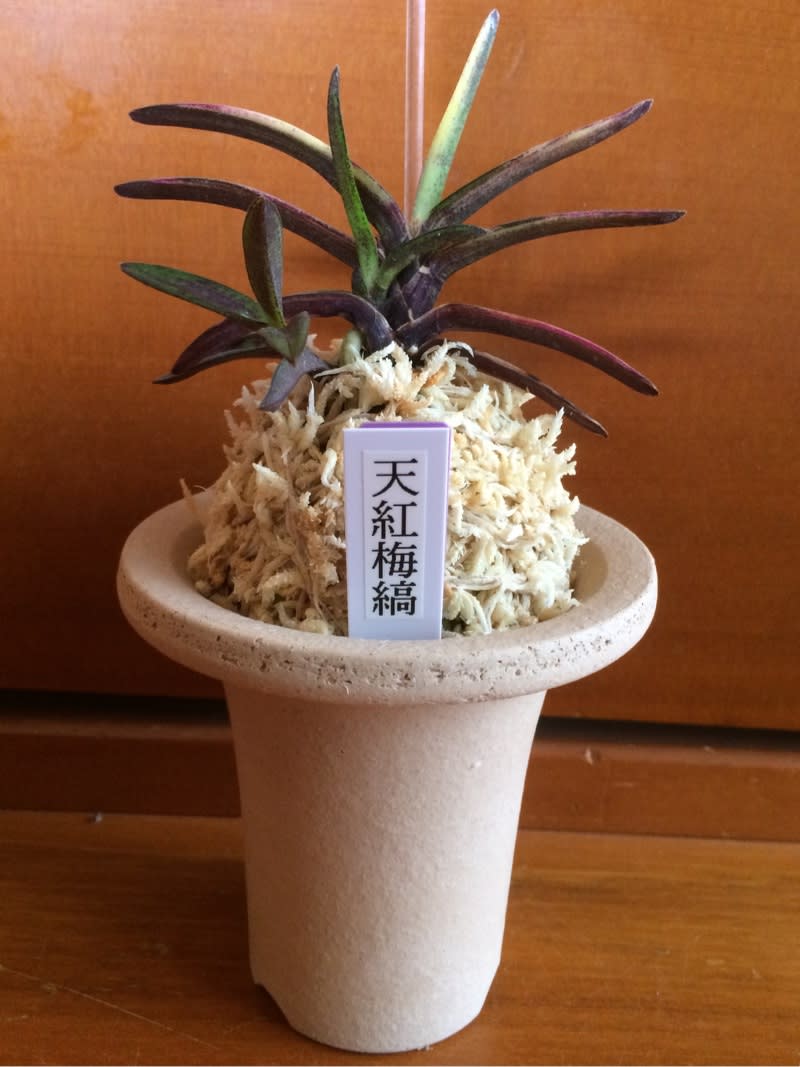 天紅梅縞 - 純風満蘭 富貴蘭・風蘭ブログ 着生蘭よもやま話
