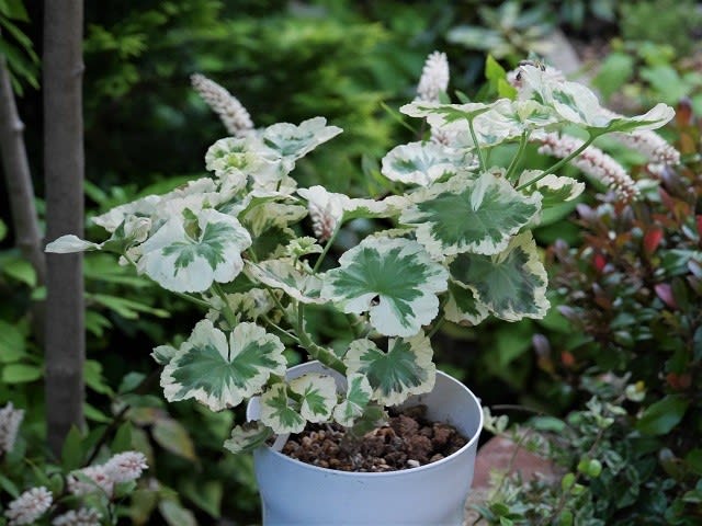 ゼラニウムの難物 - うっTと植物たち。 ゼラニウムの難物 - うっTと植物たち。