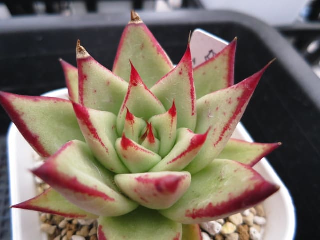 ☆〇〇エボニーを植え替えしながら思うつれづれ