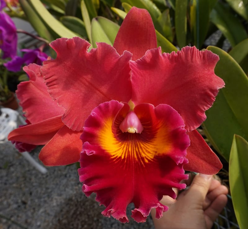 Rlc. Shinfong Unique'General #2' - カトログ !! ~ カトレヤ Rlc. Shinfong Unique'General #2' - カトログ !! ~ カトレヤ