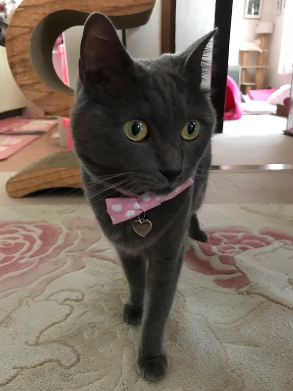 8月8日 International Cat Day（世界猫の日）(=^・^=) - Cat