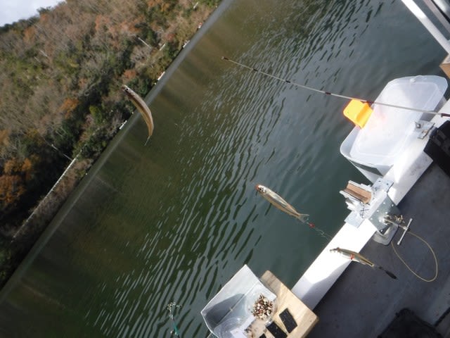 撃沈の伊自良湖ワカサギ釣り 動植物 山菜 食べ物 釣り 撃沈の伊自良湖ワカサギ釣り 動植物 山菜 食べ物 釣り