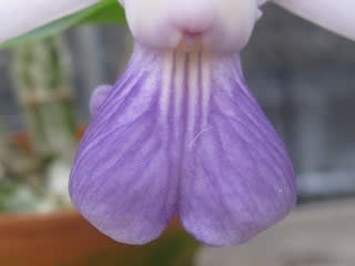 カトレア ワルケリアナ セルレア - 蘭すきです 開花記録