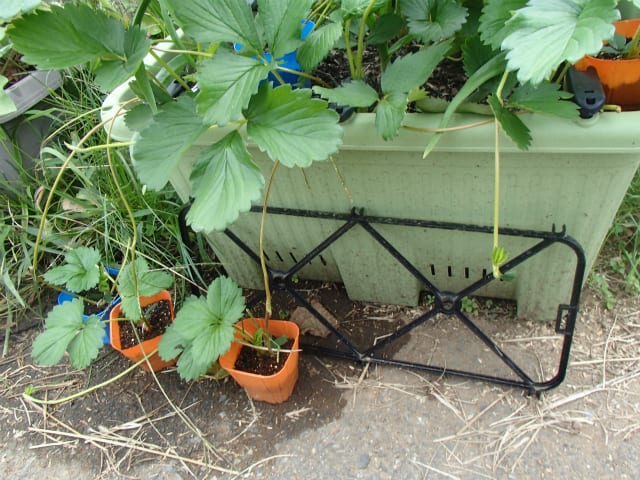 イチゴの苗取りとニンニクの植え付け - 無農薬・自然菜園（自然
