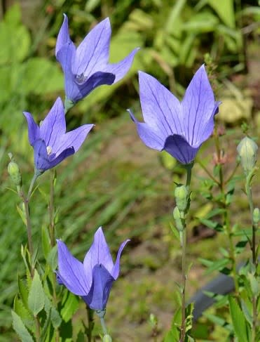 秋の七草(7) 「桔梗」 - Koba の庭~春夏秋冬 秋の七草(7) 「桔梗」 - Koba の庭~春夏秋冬
