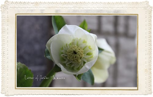 驚きの値段 クリスマスローズ - Letter of flower * Mauve 驚きの値段 クリスマスローズ - Letter of flower * Mauve