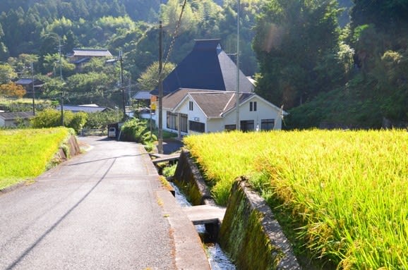 秋の棚田 紀美野町・三尾川 - 季のまま彩時記