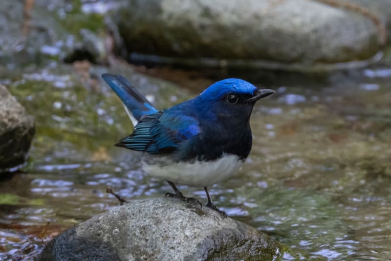 幸せの青い鳥 オオルリ（1） - 徒然なる野鳥のままに悠々散歩