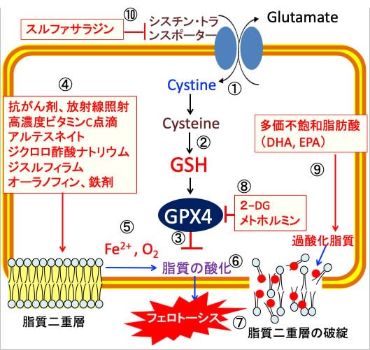 ドコサヘキサエン酸 (DHA) の構造と効果 | ネットdeカガク