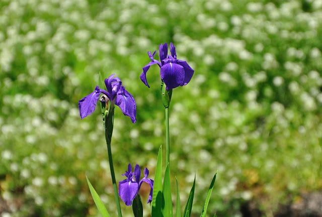 スワロフスキー【いずれアヤメかカキツバタ】 いずれアヤメかカキツバタ - 行く川の流れ
