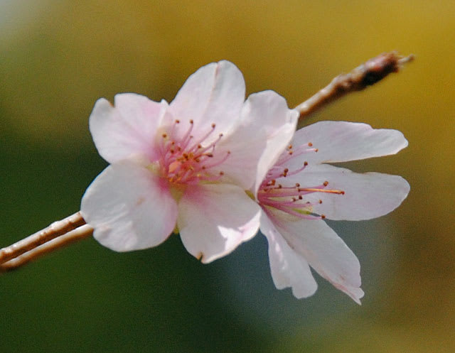 フユザクラ（冬桜）別名コバザクラ（小葉桜）の花 - アルママの