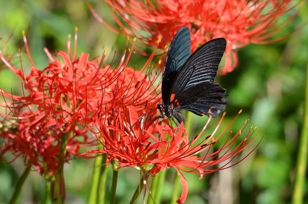 彼岸花に集まるアゲハ蝶の仲間たち！ - 僕はびわ湖のカイツブリ