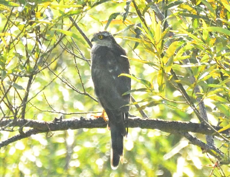 ハイタカ2021 8/13 向こう岸の木の枝にとまったハイタカ - 鳥と