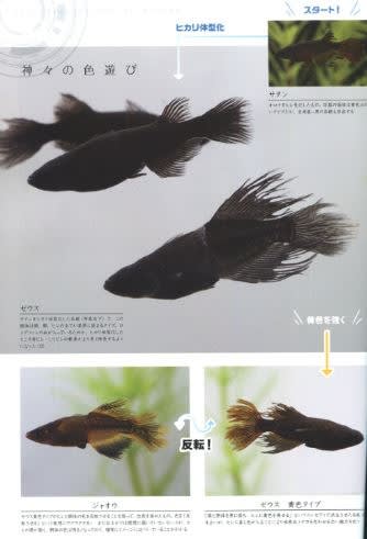 AQUA Life 11月号 次世代のメダカ - gooブログはじめました！